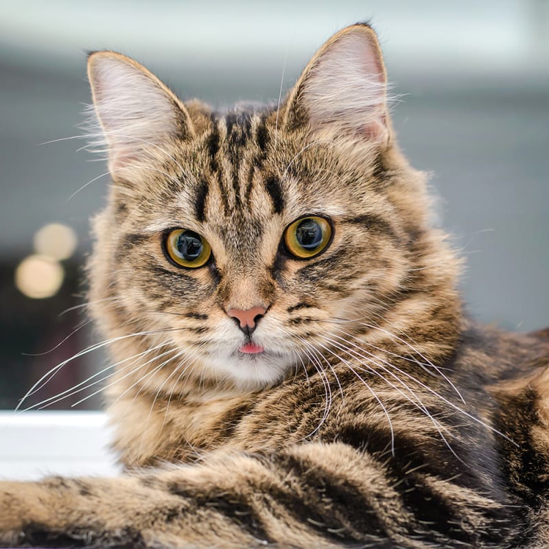 cat